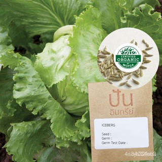 ผลิตภัณฑ์ใหม่ เมล็ดพันธุ์ เมล็ดพันธุ์ สลัด ผักกาดแก้ว Iceberg Lettuce (Organic Seed) ไอซ์เบิร์ก MZ7F/ผักสลัด็ดด/ง่าย V0T