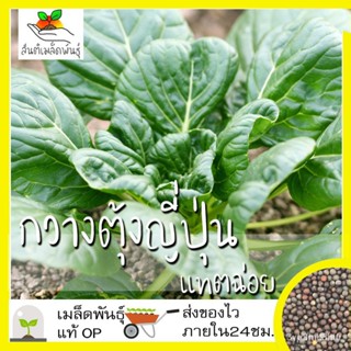 ผลิตภัณฑ์ใหม่ เมล็ดพันธุ์ เมล็ดพันธุ์ กวางตุ้งญี่ปุ่น แทตฉ่อย 150 เมล็ด Tatsoi seed เมล็ดพันธุ์แท้ นำเข้าจากต่า /คะน้า 5