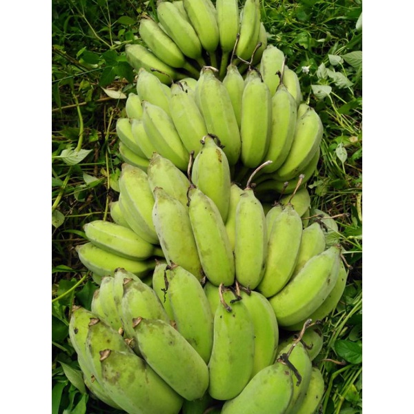 กล้วยน้ำว้ามะลิอ่องหน่อกล้วยน้ำ้ว่าขุดสดใหม่จากสวนเองหน่อ25บาท