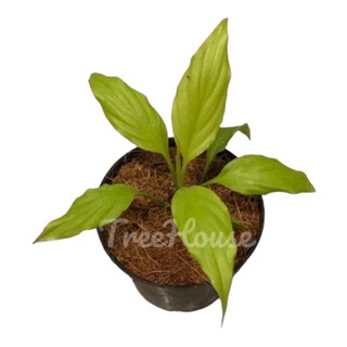 เดหลีมิ้นต์  กระถาง 6 นิ้ว (Spathiphyllum mint) pot”6