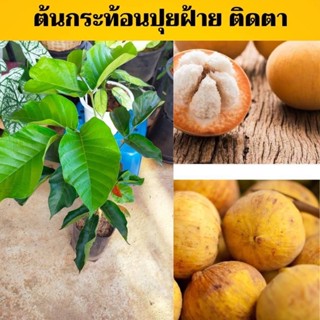 กระท้อนปุยฝ้ายติดตาโตเร็ว2 ปีติดผล