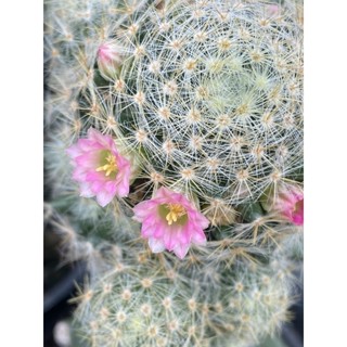 หน่อเด็ดสด แมมเม็ดพริก ดอกชมพู  Mammillaria prolifera hybrid