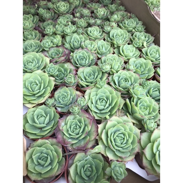 Graptoveria Jadeite รูปที่ 5
