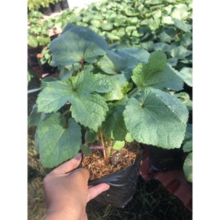 ต้น กระเจี๊ยบเขียว ผักสวนครัว