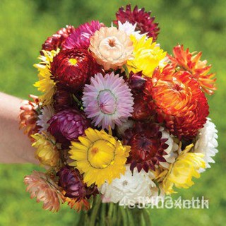 ผลิตภัณฑ์ใหม่ เมล็ดพันธุ์ 2022เมล็ดอวบอ้วน ดอกกระดาษคละสี (Mixed Strawflower Seed) บรรจุ 200 เมล็ด คุณภาพดี ราคา/มะเขือ