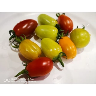 เมล็ด​มะเขือเทศ​ พันธุ์​โซลาริโน (Solarino)