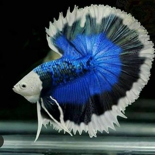 halfmoon Ukur L-XL jumbo dekorasi hiasan aquarium (beli 10 gratis 1)