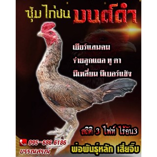 ไข่เชื้อไก่ชนพม่าเเข้งคม ลูกเจ้ามหาครแท้100%(ชมคลิปพ่อพันธ์) ไข่ไก่พม่าม้าล่อแข้งคม เจ้าแสนคม