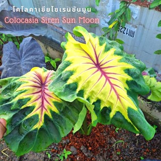 ☘️โคโลคาเซียไซเรนซันมูน☘️Colocasia Siren Sun Moon