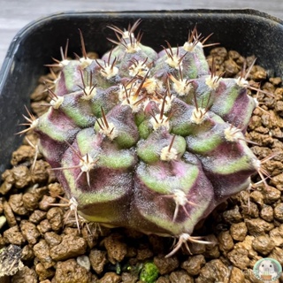 (Y25) ต้นยิมโนหน้ายับ ลูก Trex ไม้เมล็ด - (gymnocalycium) - แคคตัส/ง่าย ปลูก สวนครัว เมล็ด/คะน้า 9VMH