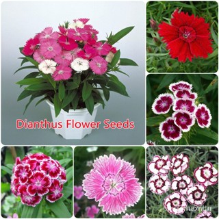 ผลิตภัณฑ์ใหม่ เมล็ดพันธุ์ 2022เมล็ดบอนสีแท้ บอนสี 200เมล็ด Dianthus flower seed เมล็ดอวบอ้วน ดอกผีเสื้อ บอนสีแปล/มะเขือ