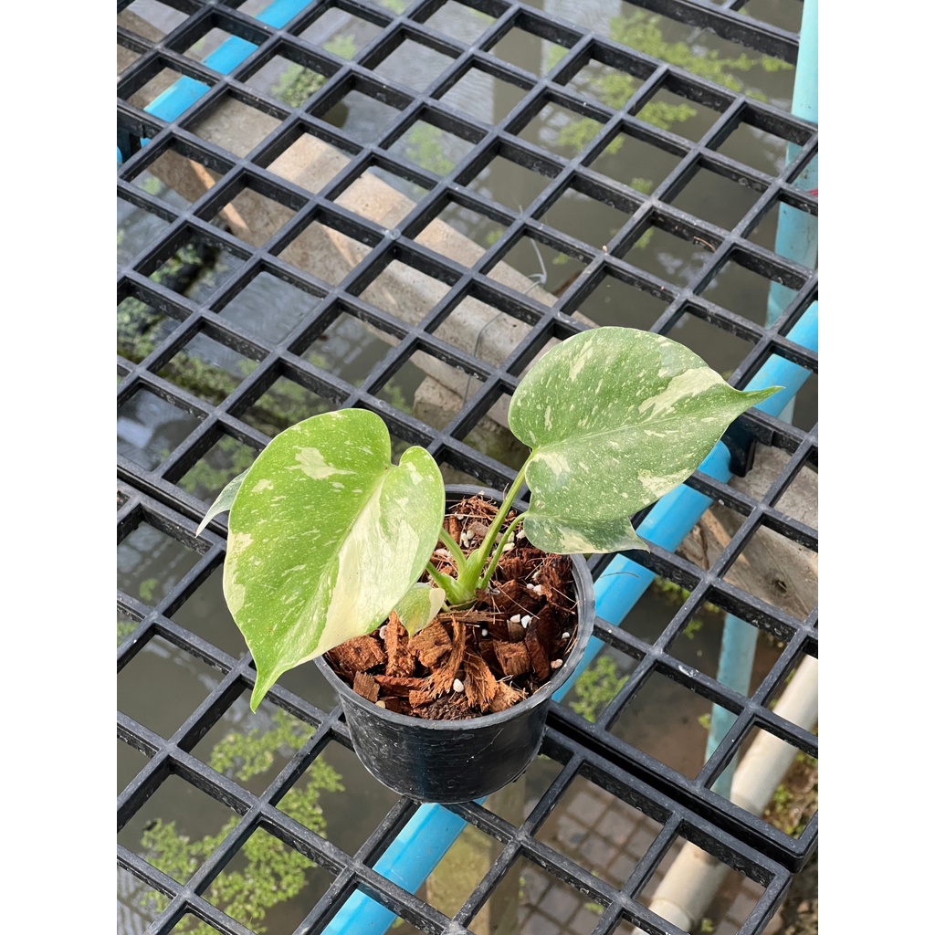 มุมมอง 2