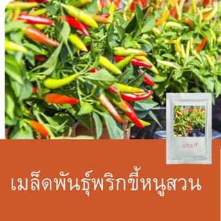 เมล็ดพันธุ์พริกขี้หนู 1แถม1 (250เมล็ด)ถูกที่สุด!!