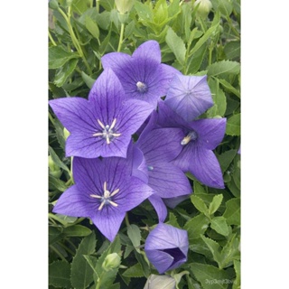 ผลิตภัณฑ์ใหม่ เมล็ดพันธุ์ 20pcs Purple Balloon Flower Seeds Perennial Seed Planting Outdoors Garden TM1Q คละ สวนคร/ AWWG