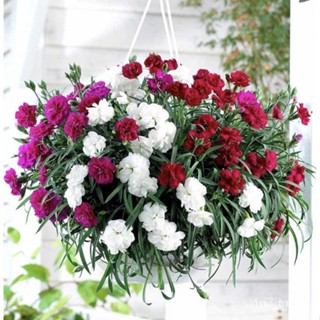 ผลิตภัณฑ์ใหม่ เมล็ดพันธุ์ 2022ดอกคาร์เนชั่น คละสี  30เมล็ด carnation mixed   เมล็ดนำเข้า  พันธุ์แท้100%   FL-018/ผักชี R