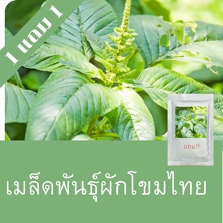 เมล็ดพันธุ์ผักโขมไทย 1แถม1 (750 เมล็ด) ถูกที่สุด!!