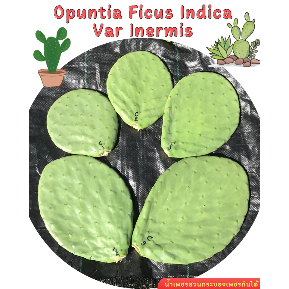 IN-01 กระบองเพชรกินได้สายพันธุ์อินเนอร์มิส Cactus Prickly Pear Opuntia Ficus Indica var Inermis