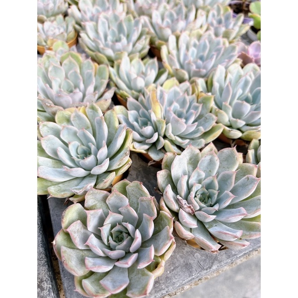 Echeveria :  Fiona ” ราคา ถูกที่สุด ดีลบีเคเค แกลเลอรีภาพที่ 6