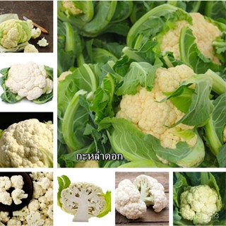 （คุณภาพสูง เมล็ด）ในสต็อกในประเทศไทย กะหล่ำดอก Cauliflower Seeds บรรจุ 200 บอนไซ บอนไซแคระ ต้น/มะระ ผัก ปลูก /มะระ N7UM