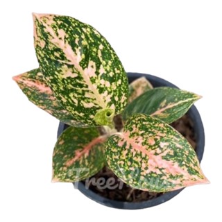 ทรัพย์มงคลสีส้ม/ทรัพย์มงคลส้ม กระถาง 6 นิ้ว 6-7 ใบ แรร์ไอเทม Aglaonema orange stardust Pot”6