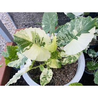 Alocasia Gageana Albo Variegated (บอนหูช้างด่างขาว)