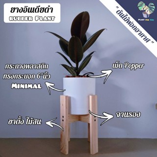 🖤ต้นยางอินเดีย(ดำ)(Black Rubber Plant) (ต้นไม้ฟอกอากาศ)ต้นสูง 30-35+ซม. เลือกแบบกระถางอีกที  ครบชุดพร้อมปลูก