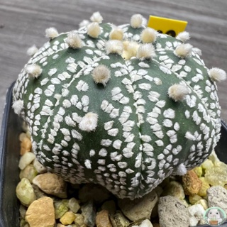 (Y43) ต้น แอสโตรซุปเปอร์ เว้า ไม้เมล็ด - (Astrophytum asterias cv. SUPER KA/ง่าย ปลูก สวนครัว เมล็ด/คะน้า JA1B