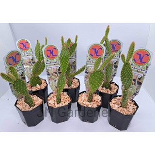 แคคตัส หูกระต่ายแดง หรือหูมิกกี้เมาส์ แดง (Red Bunny Ear Cactus ) Opuntia microdasys