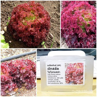 ผลิตภัณฑ์ใหม่ เมล็ดพันธุ์ เมล็ดพันธุ์ ผักสลัด โลโลรอสโซ่ (Lollo Rosso Lettuce Seed)บรรจุ 500 เมล็ด คุณภาพดี ราค /ต้นอ่อน