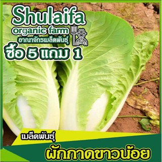 3แถม1เมล็ดพันธุ์ผักกาดขาวน้อย เบบี้ 200เมล็ด เมล็ดพันธุ์ผักกาดขาว เมล็ดผักกาดขาวปลี เมล็ดผักสวนครัว