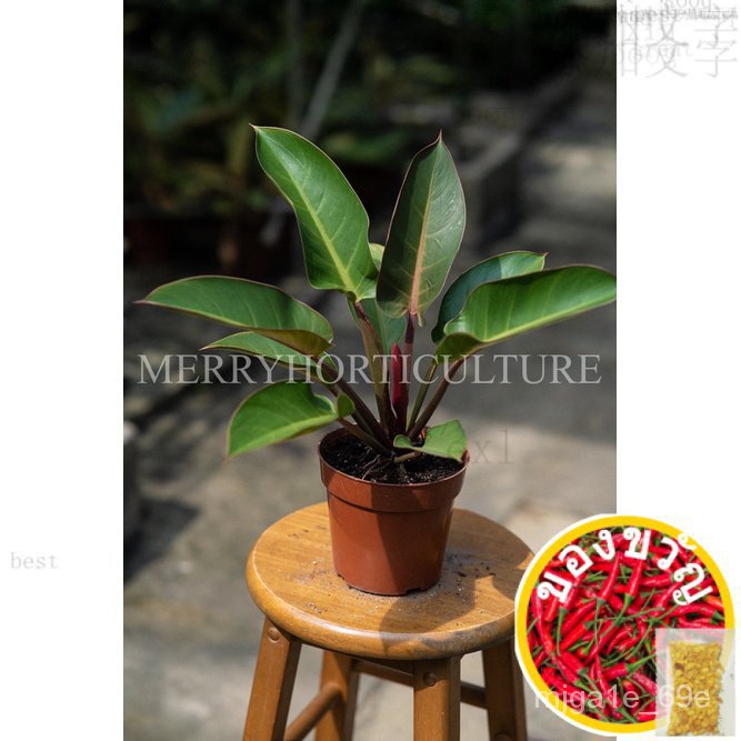 ปรัชญาแดง (Rojo) คองโกสกัดเซาะ (P150) -พืชจริงหวน้อย/โบฮีเมียน/รองเท้า/จ๊อกกิ้ง/กางเกงใน/ดอกทานตะวัน