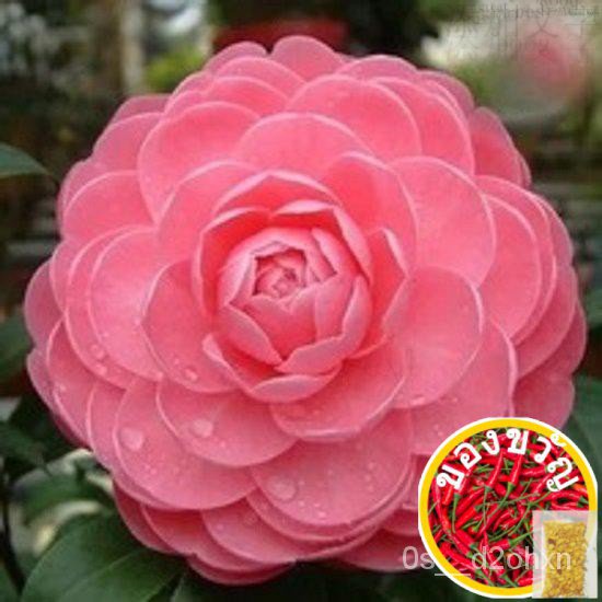 3X camia Flower seeds-Local Ready stocks กางเกง/กางเกง/รองเท้า/กางเกงใน/แอปเปิ้ล/เสื้อผ้า 6LGL