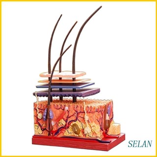 Selan โมเดลขยายสรีระผิวหนัง ถอดออกได้ พร้อมผม