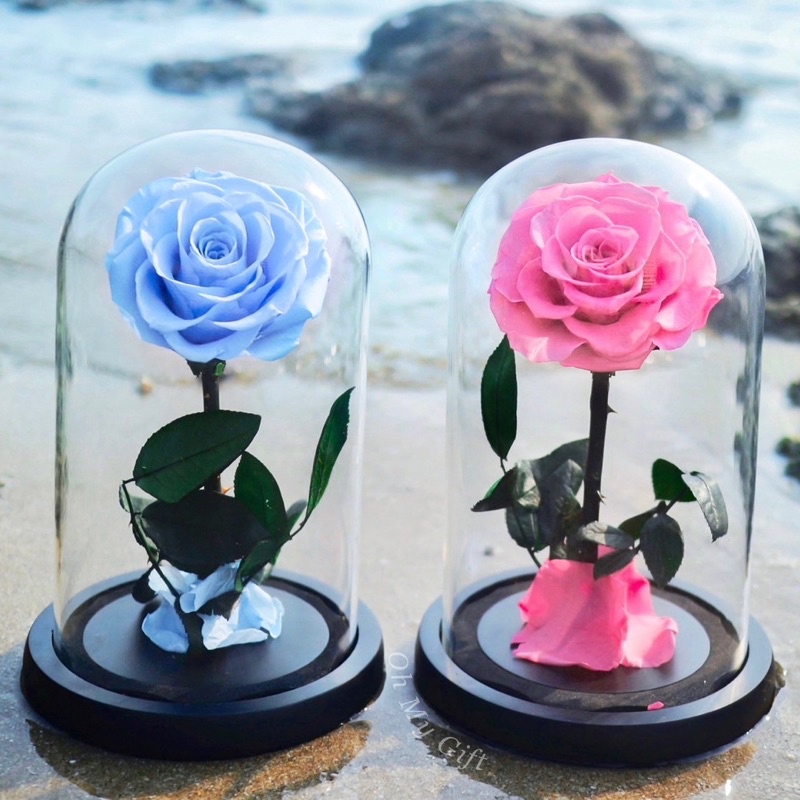 ซื้อใน live ลด 20% Preserved Rose Flower ดอกกุหลาบอมตะในโหลแก้ว สวยสดนาน5ปี กุหลาบสีชมพู ดอกกุหลาบสีฟ้า