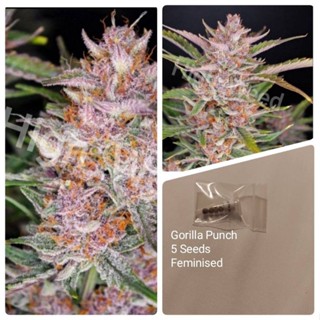 เมล็ดพันธุ์Gorilla Punch บรีดเพศเมียPack 5seeds