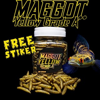 Maggot Yellow Grade A++ Untuk Proges Bunga dan Warna Channa Maru  Yellow Sentarum Ys (kemasan baru)