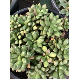 ลูกชุบ กุหลาบหินลูกชุบ ไม้อวบน้ำ แคคตัส ต้นไม้ กระบองเพชร cactus