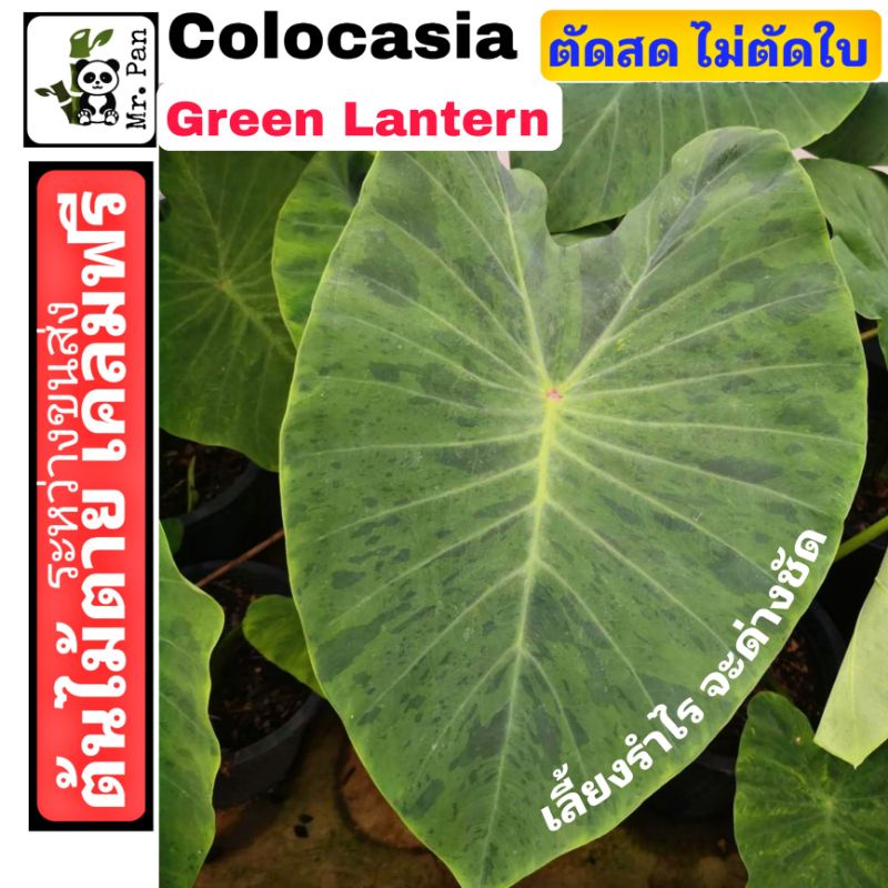 colocasia green lantern ตัดสดไม่ตัดใบ โคโลคาเซีย กรีน เเลนเทิร์ล Hybrid Mojito x White Lava