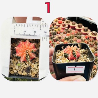 ยิมด่าง LBHBด่าง ยิมโนคาไลเซียม ยิมโนด่าง Gymnocalycium แคคตัส กระบองเพชร ส่งแบบล้างราก