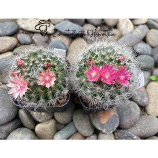 กระบองเพชร  Mammillaria Bocasana (แมมขนแมว) คละสีดอก เลี้ยงง่าย น่ารักมากกกก (แคดตัส,กระบองเพชร,แมมขนแมว,แมมมิลลาเรีย)