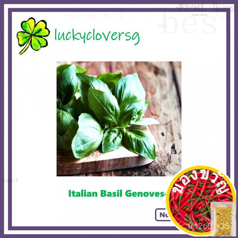 Italian Basil/Basil Genovese/Sweet Basil-* เมล็ดพืชจาก SG * ดอกไม้/ ของเล่น/แอปเปิ้ล/ทานตะวัน/ เนื้อหา/ผักชี/สวน/บ JI2L