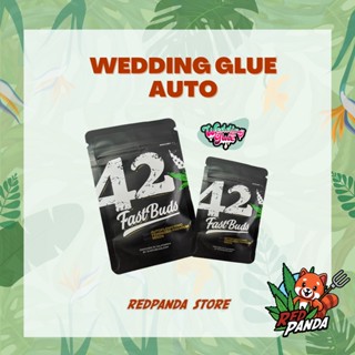 Fastbuds เมล็ดพันธุ์ Wedding Glue Auto เมล็ดกัญชานอก เมล็ดกัญชาค่าย Fastbuds เมล็ดกัญชา เพศเมีย