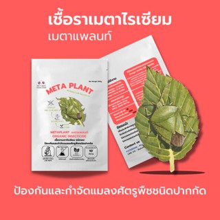 เมธาไรเซียม (500g) กำจัดแมลงศัตรูพืช ออร์แกนิคแท้ เพาะเชื้อในห้องLAB100% ปลอดภัยต่อผู้ใช้และสัตว์เลี้ยง