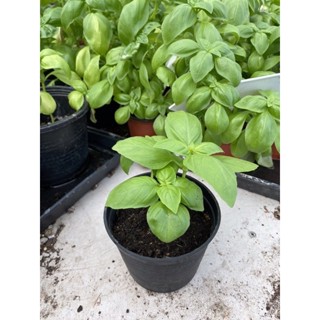 ต้นโหระพาฝรั่ง กระถาง 4 นิ้ว Italian sweet Basil plants 4inch pot’s. #homegrown #organic #โหระพาอิตาลี่