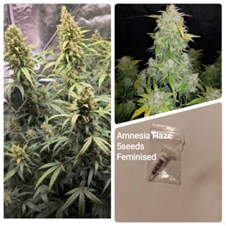 เมล็ดสายพันธุ์Amnesia Haze บรีดเพศเมีย90-95%