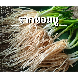 รากหอมชู สดๆ จากสวน หอมชู อร่อย ใส่กับอะไรก็อร่อย 500/1000 กรัม รากซู #ผักต้านโรค #กินผักเป็นยา