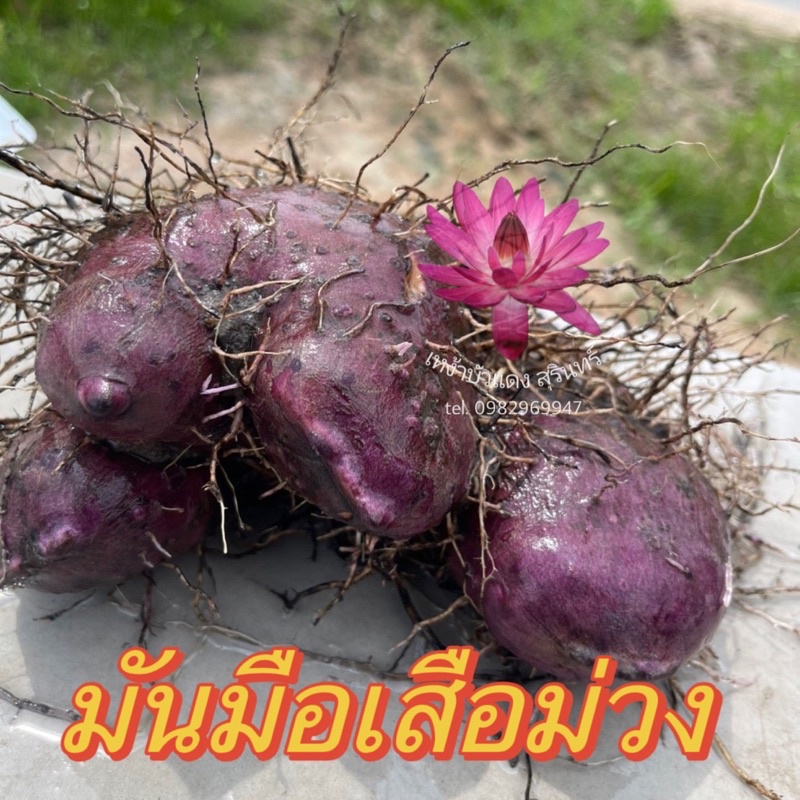 มันมือเสือม่วงมันตีนช้างมันมือหมีมันเลือด 1กิโลกรัม