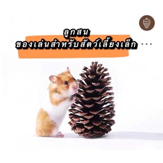 วอลนัท ลูกสน ลับฟัน แฮมสเตอร์ ชินชิลล่า กระต่าย เจอร์บิล กระรอก