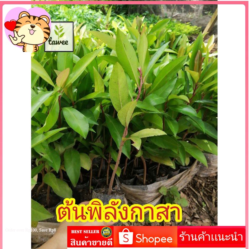 พิลัง​กาสา​ 35-40​ ซม. ต้นพิลัง​กาสา​ พืช​สมุนไพร