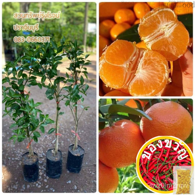 เมล็ดอวบอ้วน100%กิ่งพันธุ์ส้มจีนไร้เมล็ด ชุดละ 250 บ.( 1 ชุดมี 2 ต้น) แบบเสียบยอด มีรากแก้ว ส้มจีน ส้ม ผลไม้เมล็ดพันธุ์C